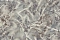 Emiliana Parati Blumarine №5 29005BM