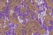 Emiliana Parati Roberto Cavalli 4 15020